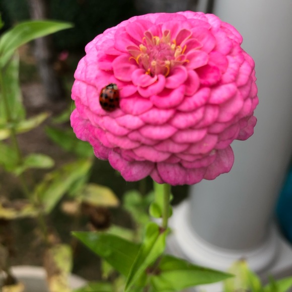 Meet your Posher, RiaK - Picture 1 of 1